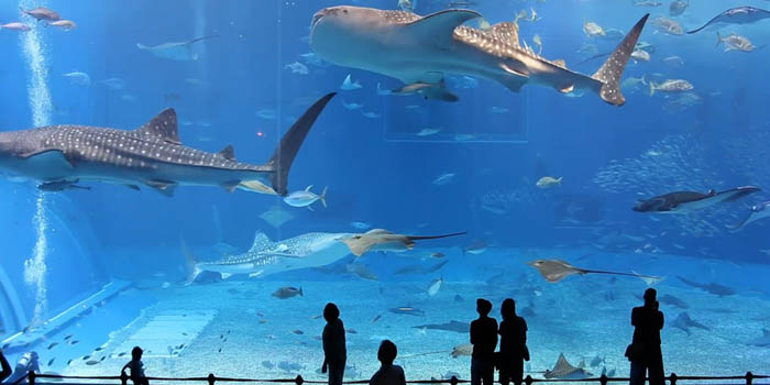 Dubai Aquarium