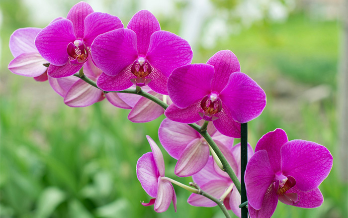 Orchid Care Guide