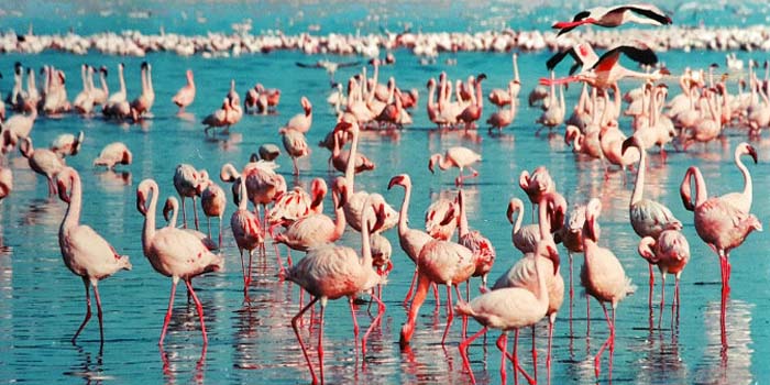 Ras al khor wildlife sanctuary Dubai