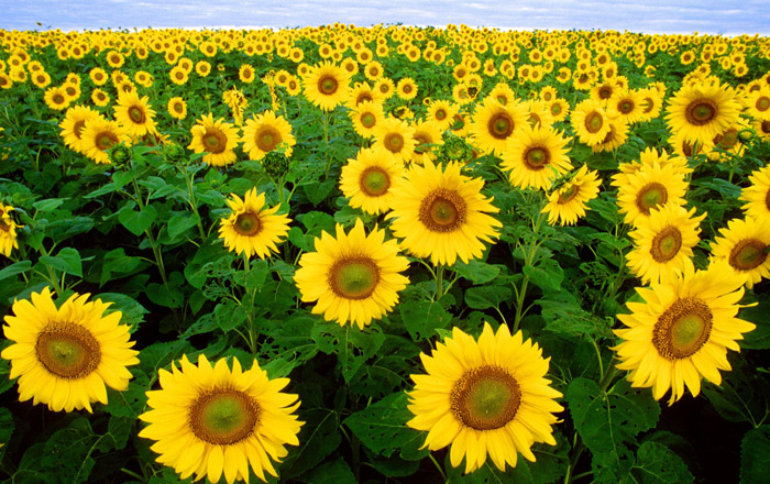 sunflower Care Guide