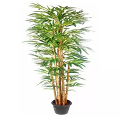 Buddha Bamboo Plant Pot : New Arrivals Gifts delivery in Dubai