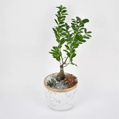 Bonsai Garden