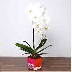 White Phalaenopsis Plant In Glass Vase