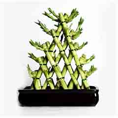 Triangle Lucky Bamboo