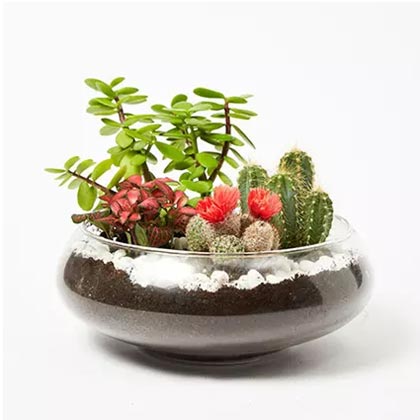 Jade With Fittonia & Cactus Plant In Small Fish Bowl