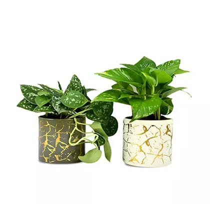 Duo of Money Plants