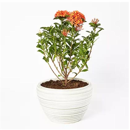 Beautiful Ixora Flower Plant In Ceramic Pot